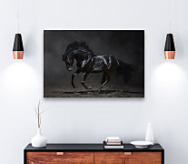 Obraz Tajomný čierny kôň zs1281